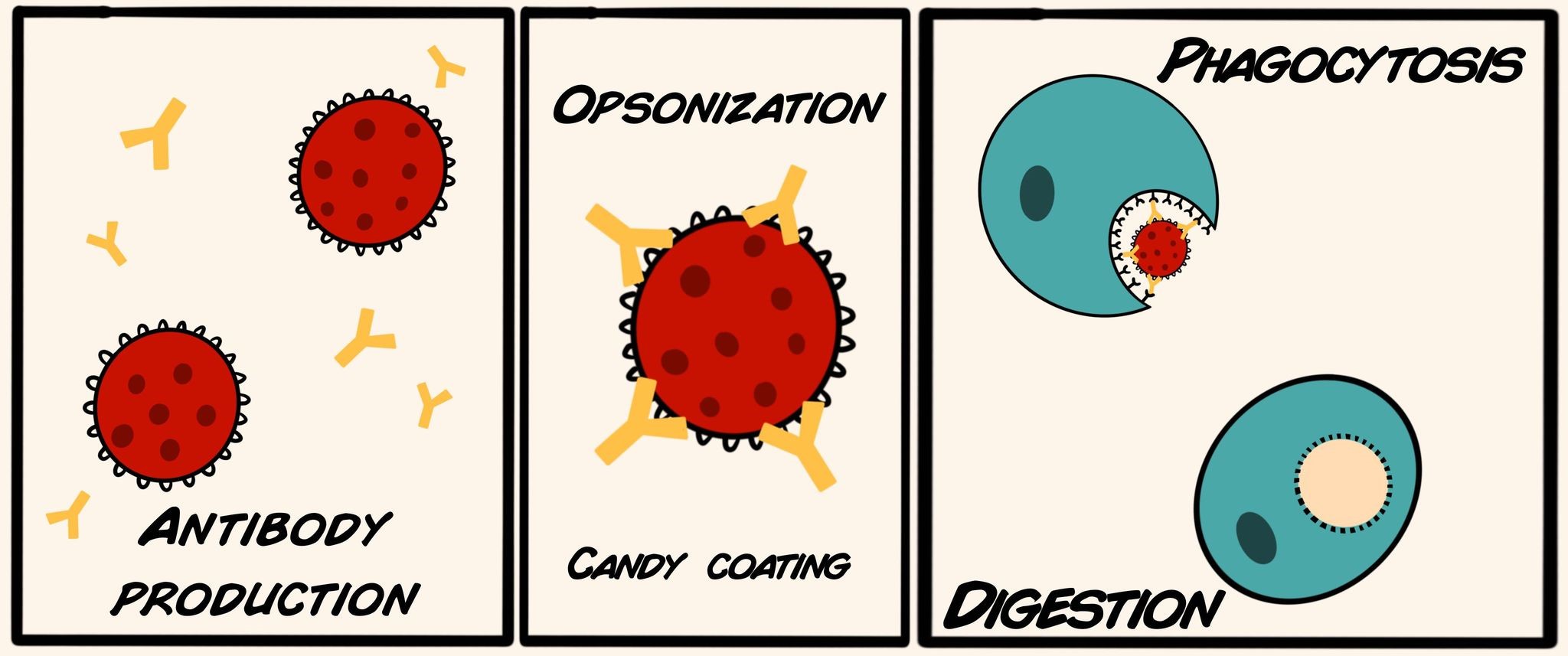 Opsonization