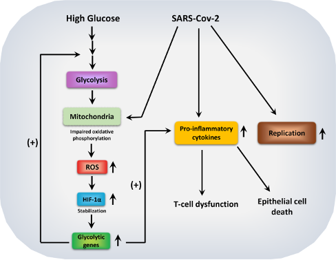 Fig. showing how COVID virus alters metabolism in our immune cells