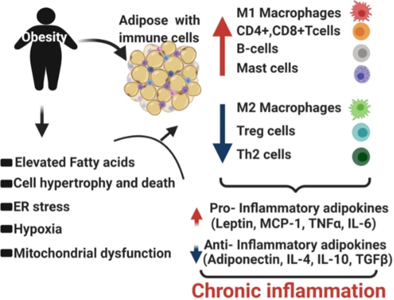 Fig showing dysregulation caused by obesity