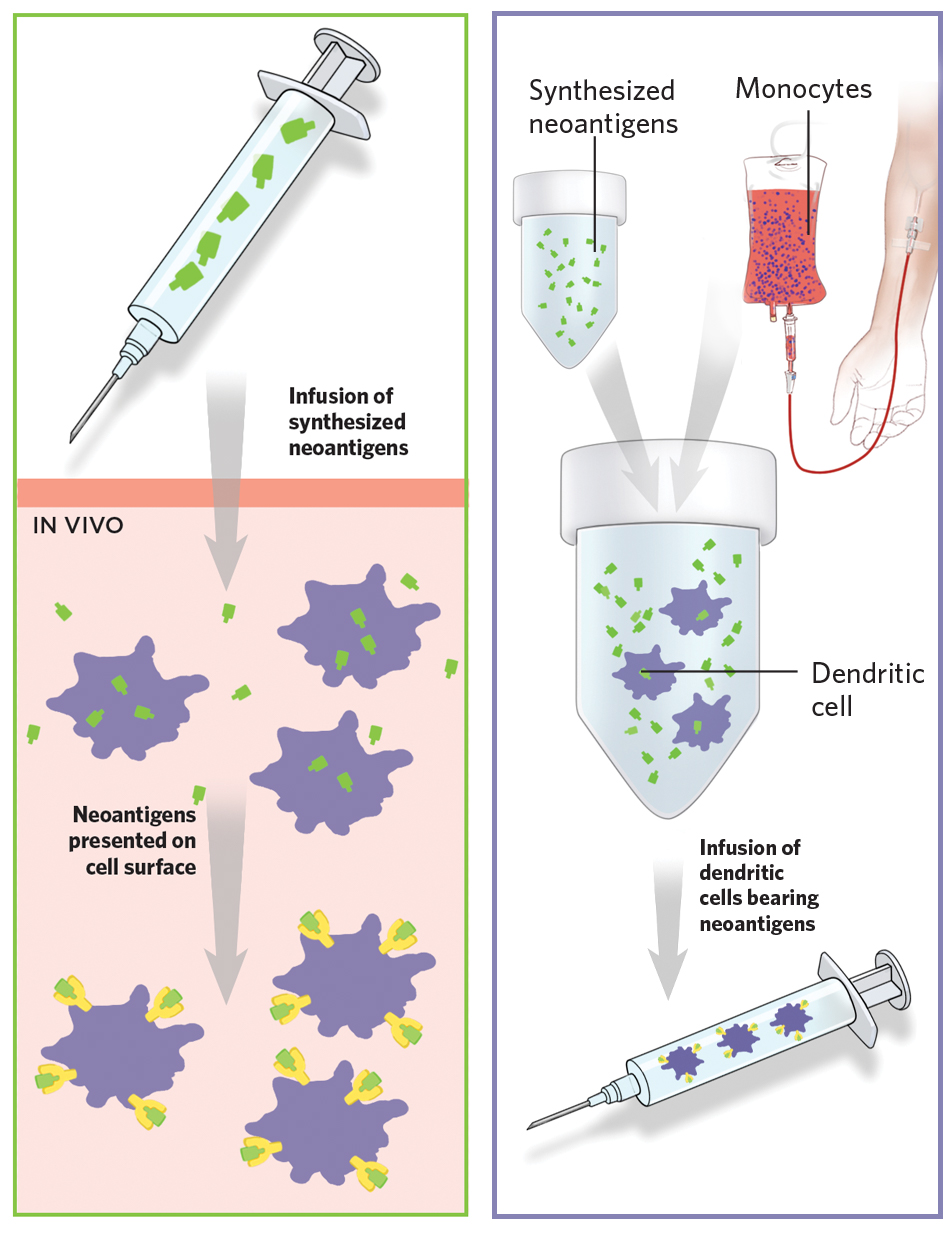 LONG PEPTIDE VACCINES and DENDRITIC CELL VACCINE