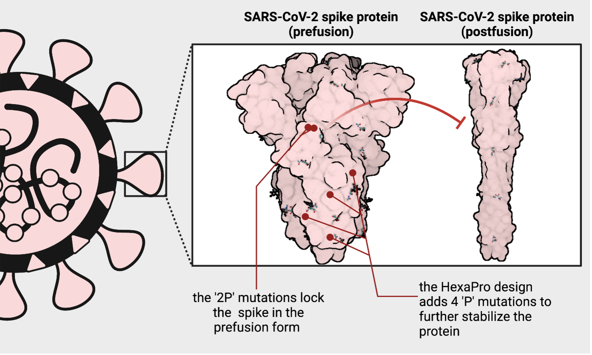 SARS-CoV-2 Spike Protein fusion