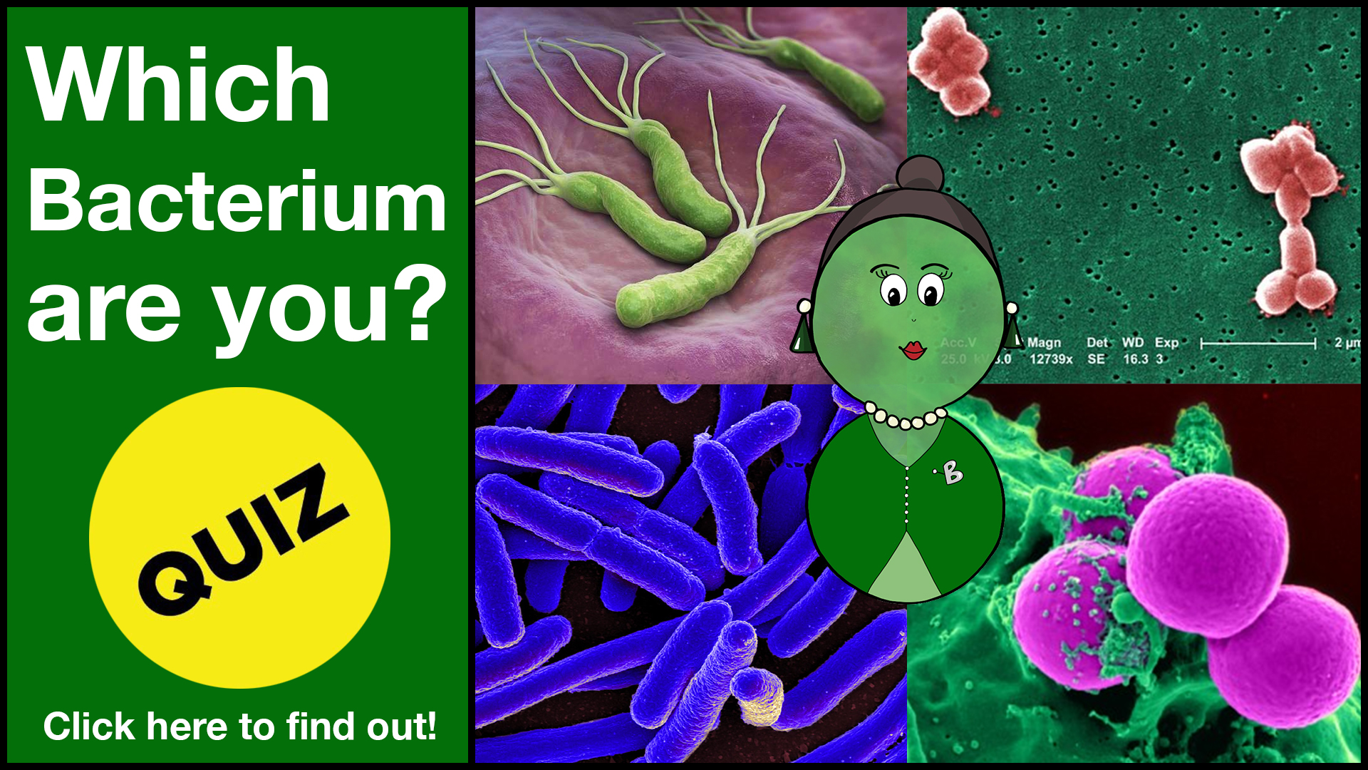 Which Bacterium are you?