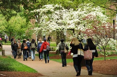 Campus Spring: Students walk to class near Furman Hall..(John Russell/Vanderbilt University)