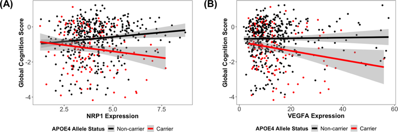 Scatterplots show (A)  NRP1 expression associations with global cognitive performance at the final neuropsychological assessment, stratified by APOE-ε4 allele status and (B) VEGFA expression associations with global cognitive performance at the final neuropsychological assessment, stratified by APOE-ε4 allele status